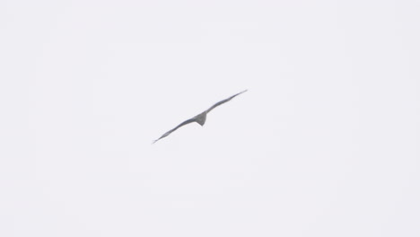 Black-Kite-Flying-And-Gliding-High-In-The-Sky