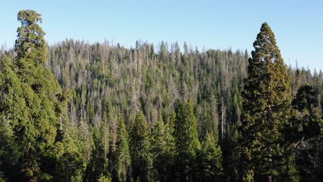 Antenne-Kreist-über-Giant-Sequoia-National-Monument,-Kalifornien