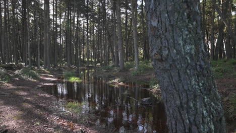 Wasserpfütze-Mit-Reflexionen,-Umgeben-Von-Hohen-Bäumen-Im-Wald