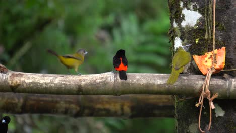 Algunos-Lindos-Pájaros-Paseriformes,-Sentados-En-La-Rama-De-Un-árbol