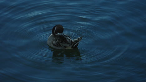 Male-Northern-Pintail-Grooming-On-The-Water-Surface