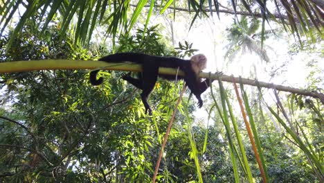 Un-Lindo-Mono-Capuchino-En-Una-Reserva-De-Vida-Silvestre,-Descansando-Perezosamente-En-Una-Rama