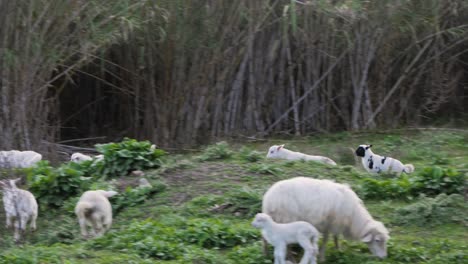 Cute-and-happy-flock-of-lambs-jumping-and-running-around-outside-in-Sardinia,-Italy