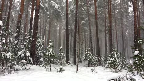Low-angle-shot-of-snowstorm-snowflakes-falling-down-in-the-pine-tree-forest