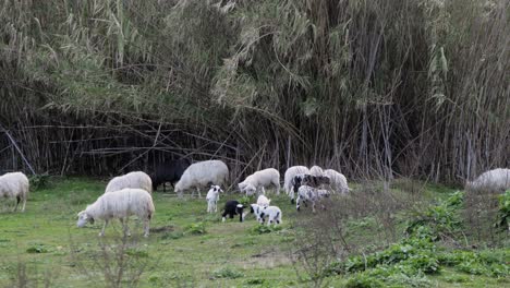Slow-motion-shot-of-energetic-and-playful-flock-of-lambs-running-around-between-grazing-ewes-in-Sardinia,-Italy