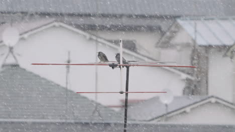 Ein-Paar-Düstere-Drosselvögel,-Die-Bei-Starkem-Schneefall-Auf-Der-Yagi-Antenne-Sitzen---Statische-Aufnahme