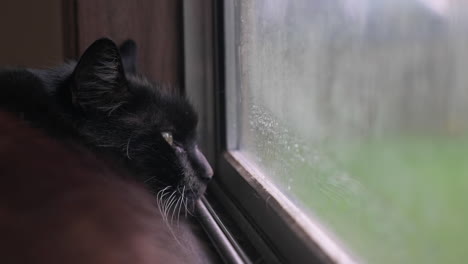 Close-up-of-sleepy-black-cat-with-yellow-eyes-looking-out-of-window