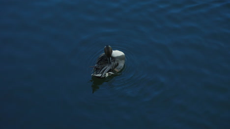 Male-Pintail-Duck---Northern-Pintail-Grooming-Itself-While-Floating-On-Calm-Water