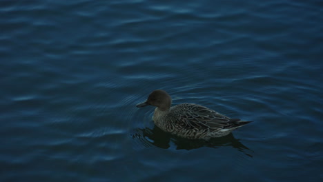 A-slow-motion-shot-of-a-Northern-Pintail-swimming-from-bottom-right-to-upper-left-in-the-sea-in-Tokyo,-Japan