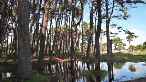 Trees-reflecting-in-puddle-of-water-after-rain-at-Bandon-in-Oregon