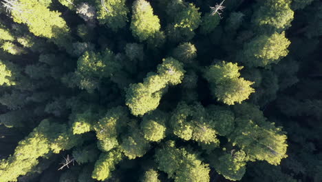 Sobre-El-Bosque-Verde-Brillante-De-Secoyas-Costeras--descenso-Aéreo