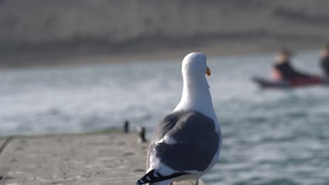 Beautiful-sea-gull-resting-on-the-docks-of-Elkhorn-Slough-Moss-Landing-Harbor,-California-