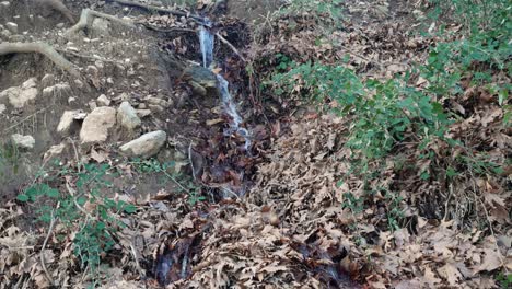 A-small-water-stream-flows-through-dried-leaves
