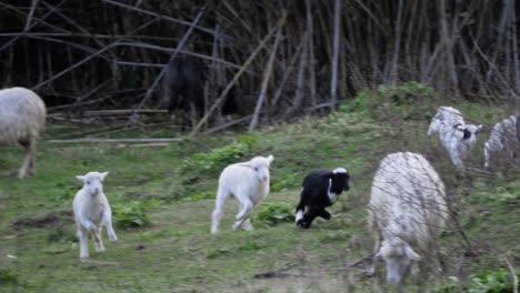 Playful,-energetic-flock-of-young-lambs-jumping-and-running-after-each-other-outside-in-Sardinia,-Italy