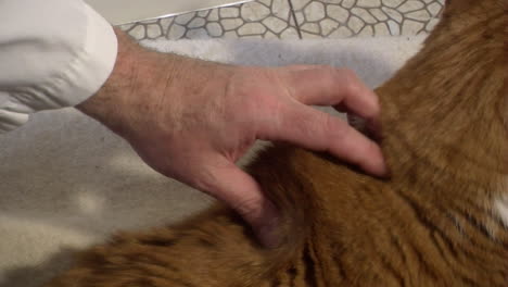 Pulling-up-the-scruff-of-a-cat's-neck-in-preparation-for-an-injection