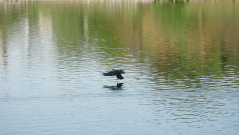 Eastern-Spot-billed-Duck-In-Flight-Landing-On-The-Water