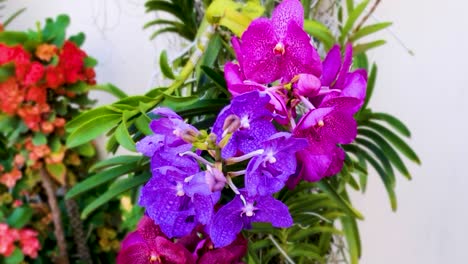 Nahaufnahme-Von-Rosa-Und-Violetten-Begonienblumen,-Die-Unter-Einer-Brise-Schwingen