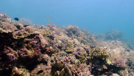 Variety-Of-Fishes-Swim-Under-The-Ocean-Through-Coral-Reef
