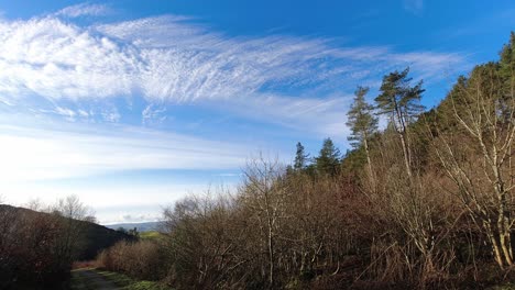 Rural-woodland-valley-blue-sky-clouds-timelapse-above-forest-fir-trees-wilderness
