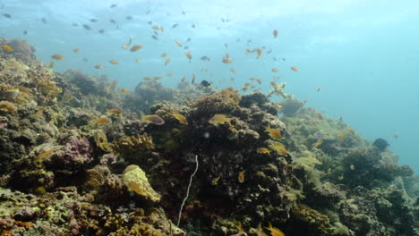 Korallenriff-Unter-Wasser-Mit-Einer-Vielzahl-Von-Schwimmenden-Fischen..4k