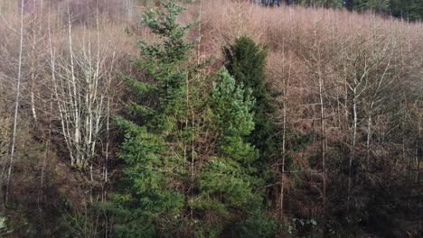 Coed-Llangwyfan-Winterwald-Nationalpark-Luftbild-Erhebt-Sich-über-Baumkronen-Berglandschaft