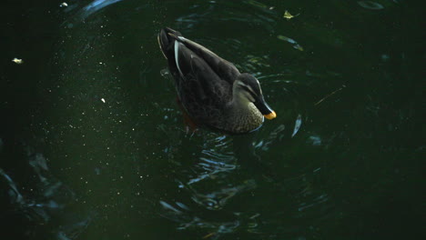 Chinese-spot-billed-Duck---Eastern-Spot-billed-Duck-In-The-Water