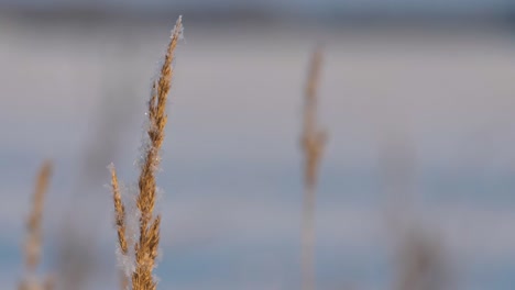Schnee-Ist-Auf-Das-Trockene-Gras-Gefallen