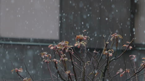 Planta-De-Flores-Sin-Hojas-Bajo-Tormenta-De-Nieve-Durante-El-Invierno-En-Tokio,-Japón
