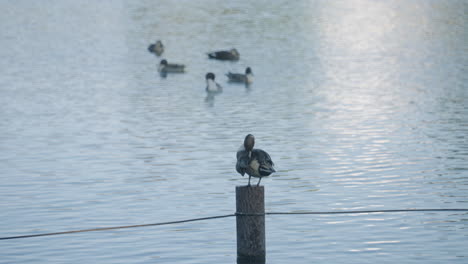 Northern-Pintail-Duck-Preening-Feathers-On-Wooden-Pole-With-Flock-In-Background-Floating-In-Water