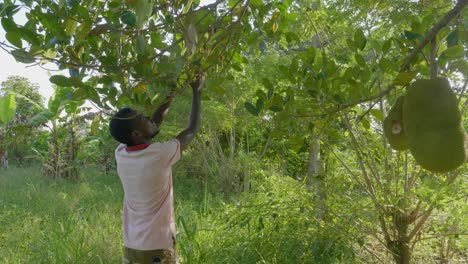 A-wide-shot-of-an-African-man-tapping-a-jack-fruit-to-check-to-see-if-it-is-ripe-in-rural-Uganda