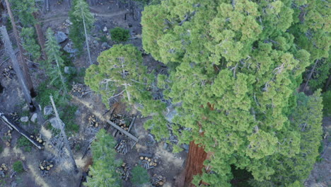 Luftaufnahme-über-Den-Pfad-Der-100-Riesen-In-Long-Meadow-Grove,-Kalifornien
