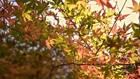 Lebhafte-Blätter-Des-Japanischen-Ahornbaums-Tagsüber-Während-Der-Herbstsaison