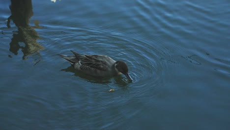 Einsame-Nördliche-Pintail-Ente,-Die-Auf-Dem-Wasser-Nach-Nahrung-Sucht