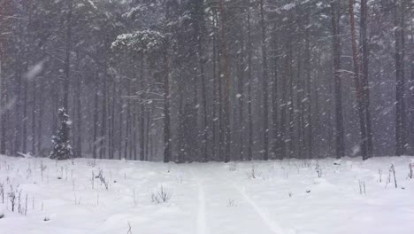 Schwere-Schneesturm-Schneeflocke,-Die-Im-Kiefernwald-Winternaturwetter-Herunterfällt