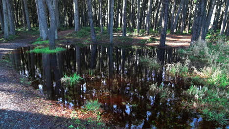 Forest-In-The-Morning-With-Trees-Reflection-In-A-Puddle---wide,-high-angle-shot