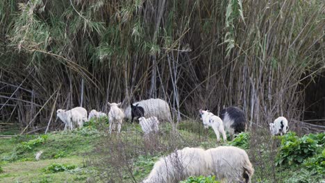 Slow-motion-shot-of-energetic-young-lambs-jumping,-playing-and-running-after-each-other-in-Sardinia,-Italy