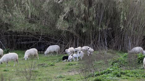 Energetic-and-playful-flock-of-lambs-running-around-between-grazing-ewes-in-Sardinia,-Italy