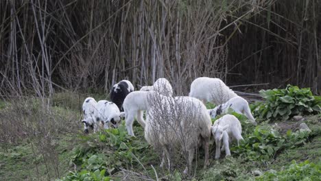Cute-flock-of-lambs-playing-and-grazing-near-ewe-outside-in-Sardinia,-Italy