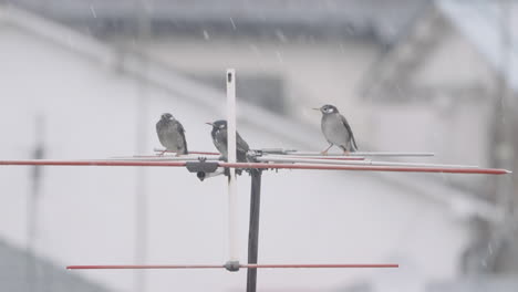 Three-Dusky-Thrushers-Perching-On-Yagi-Antenna-During-Heavy-Snowfall-Day-In-Tokyo,-Japan