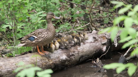 Ducklings-Resting-On-A-tree-Log