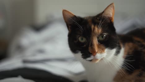Nahaufnahme-Einer-Katze,-Die-Auf-Dem-Bett-Liegt-Und-In-Die-Kamera-Schaut,-Verschwommener-Hintergrund
