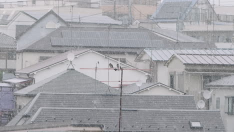Two-Dusky-Thrush-Perch-On-Antenna-On-A-Rooftop-During-Heavy-Snowfall-At-Wintertime-In-Tokyo,-Japan