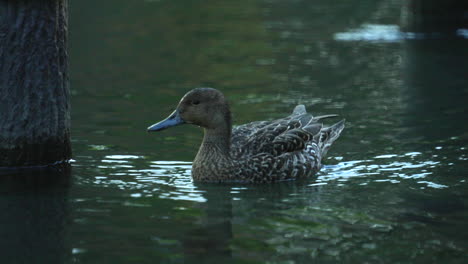 Female-Northern-Pintail-Duck-Swimming-On-Water-Under-Wooden-Pilings