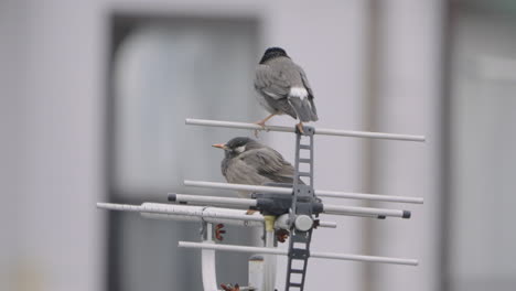 Dos-Pájaros-Zorzales-Oscuros-Descansaban-Sobre-Una-Antena-Yagi-uda-En-Tokio,-Japón