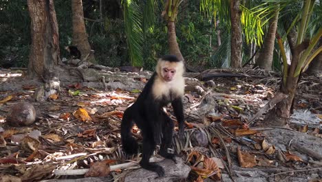 Un-Lindo-Y-Curioso-Mono-Capuchino-En-Una-Reserva-De-Vida-Silvestre