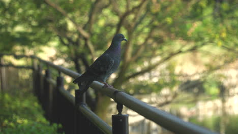 Japanese-Wood-Pigeon-Perched-On-Steel-Fence-With-Bright-Nature-In-Blurry-Background