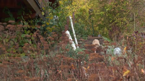 Ginger-cat-walking-down-stairs-in-a-luscious-outside-garden-in-fall