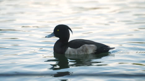 Close-Up-Of-A-Male-Tufted-Duck-Swimming-In-The-Water