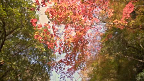 Looking-Up-On-Beautiful-Red-Leaves-Of-Maple-Tree-In-Forest