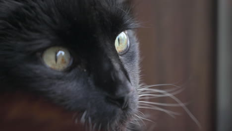Extreme-Nahaufnahme-Der-Schönen-Schwarzen-Katze-Mit-Gelben-Augen